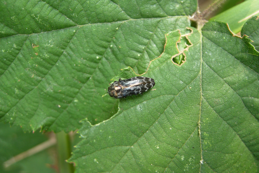 Brachynus cfr. crepitans, Harpalus dimidiatus e Coraebus rubi